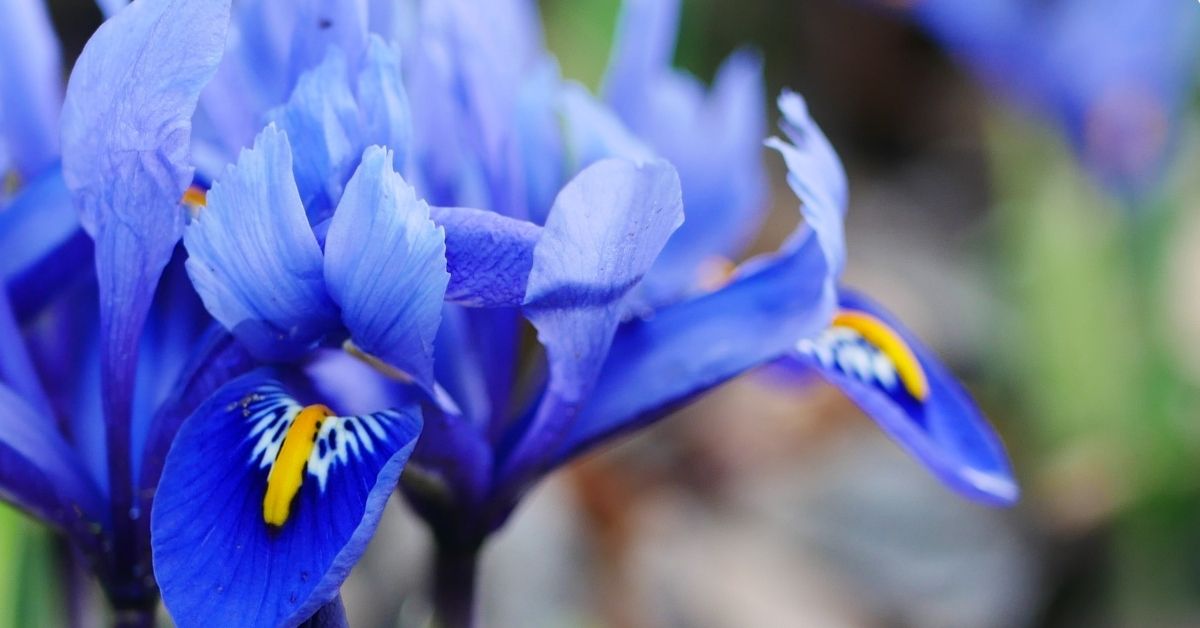 blue iris blooms