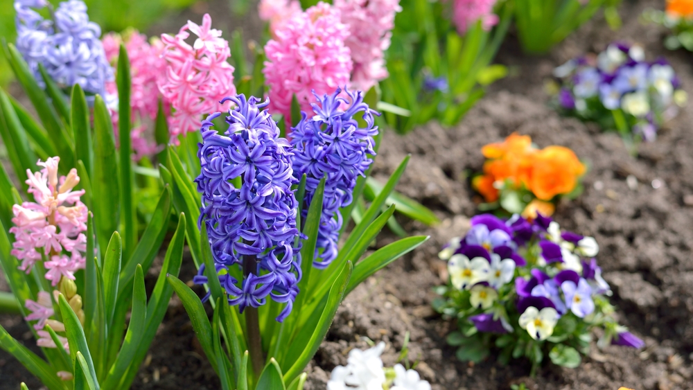 How to Plant Outdoor Hyacinths JParkers