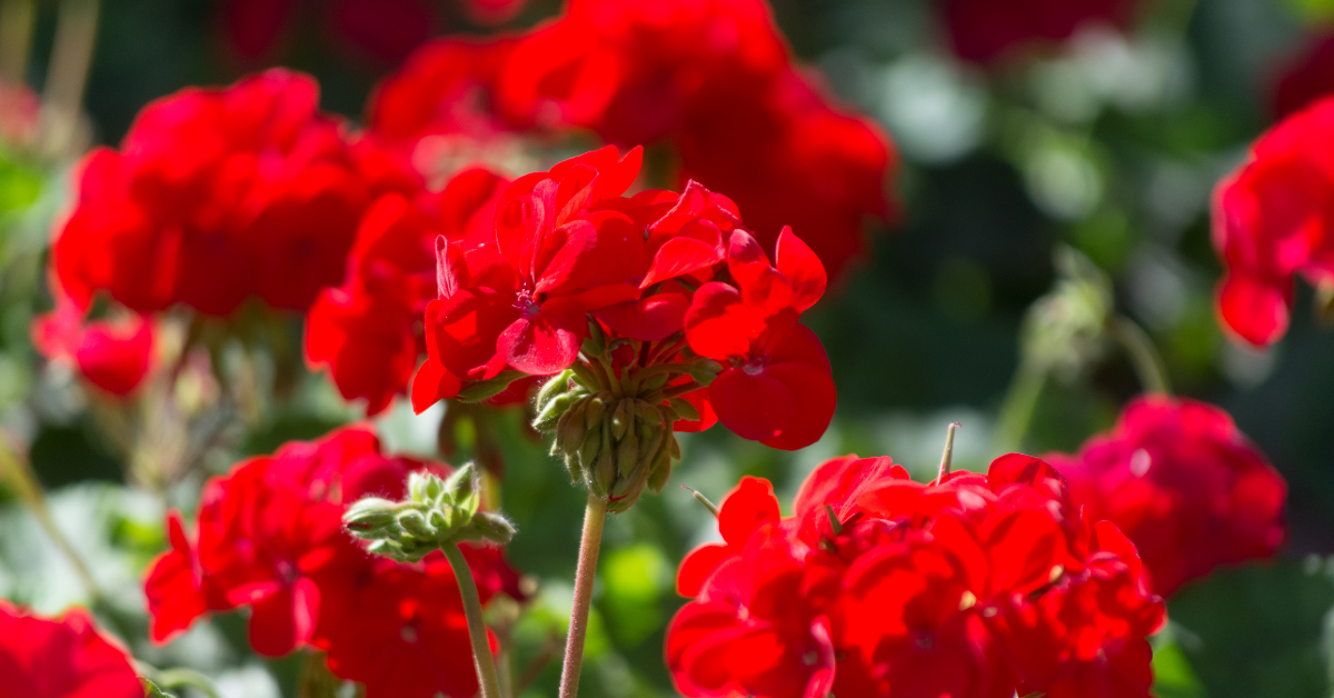 scarlet red geraniums in a garden