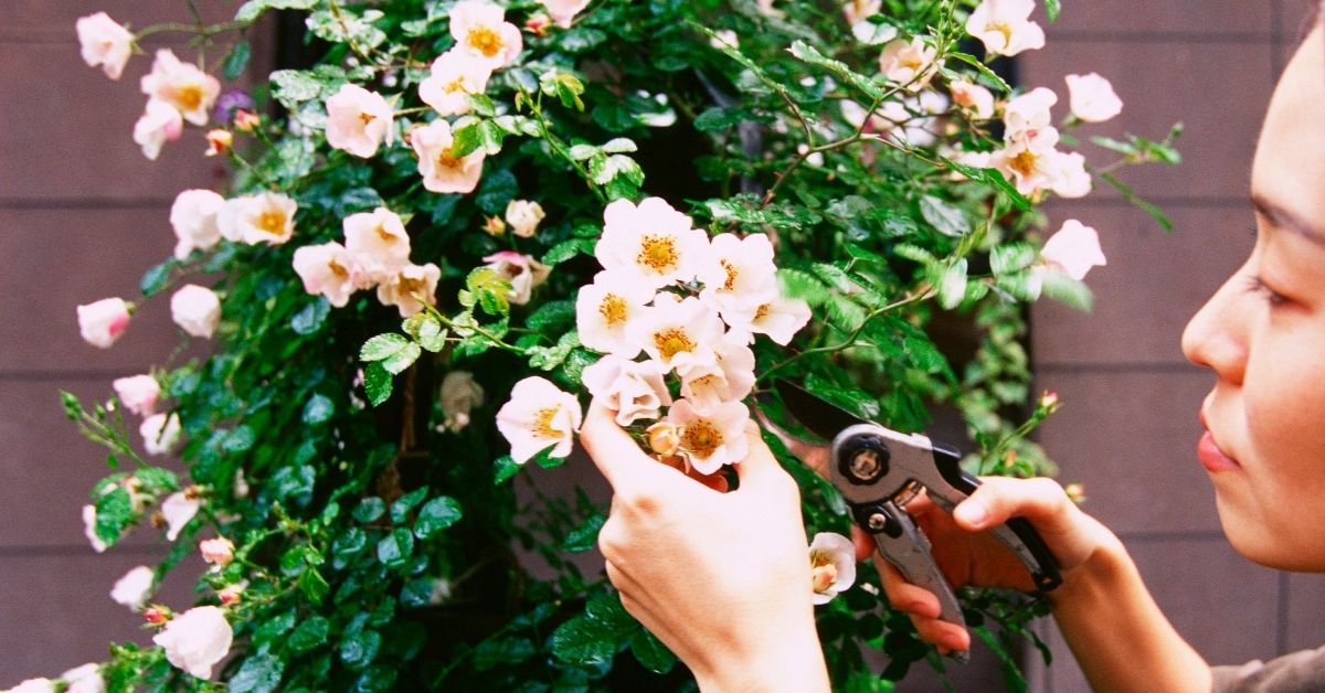 How to Prune Roses