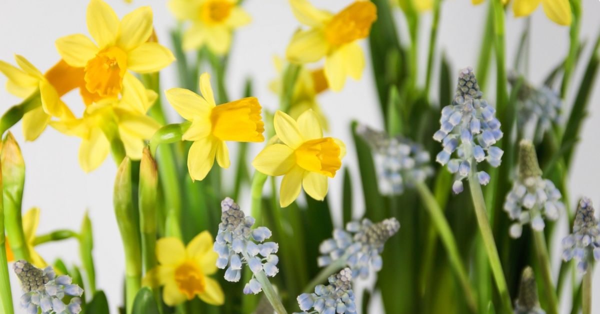 Yellow daffodils with light blue muscari against a white background