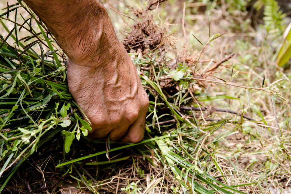 Man's hand holding a clump of weeds