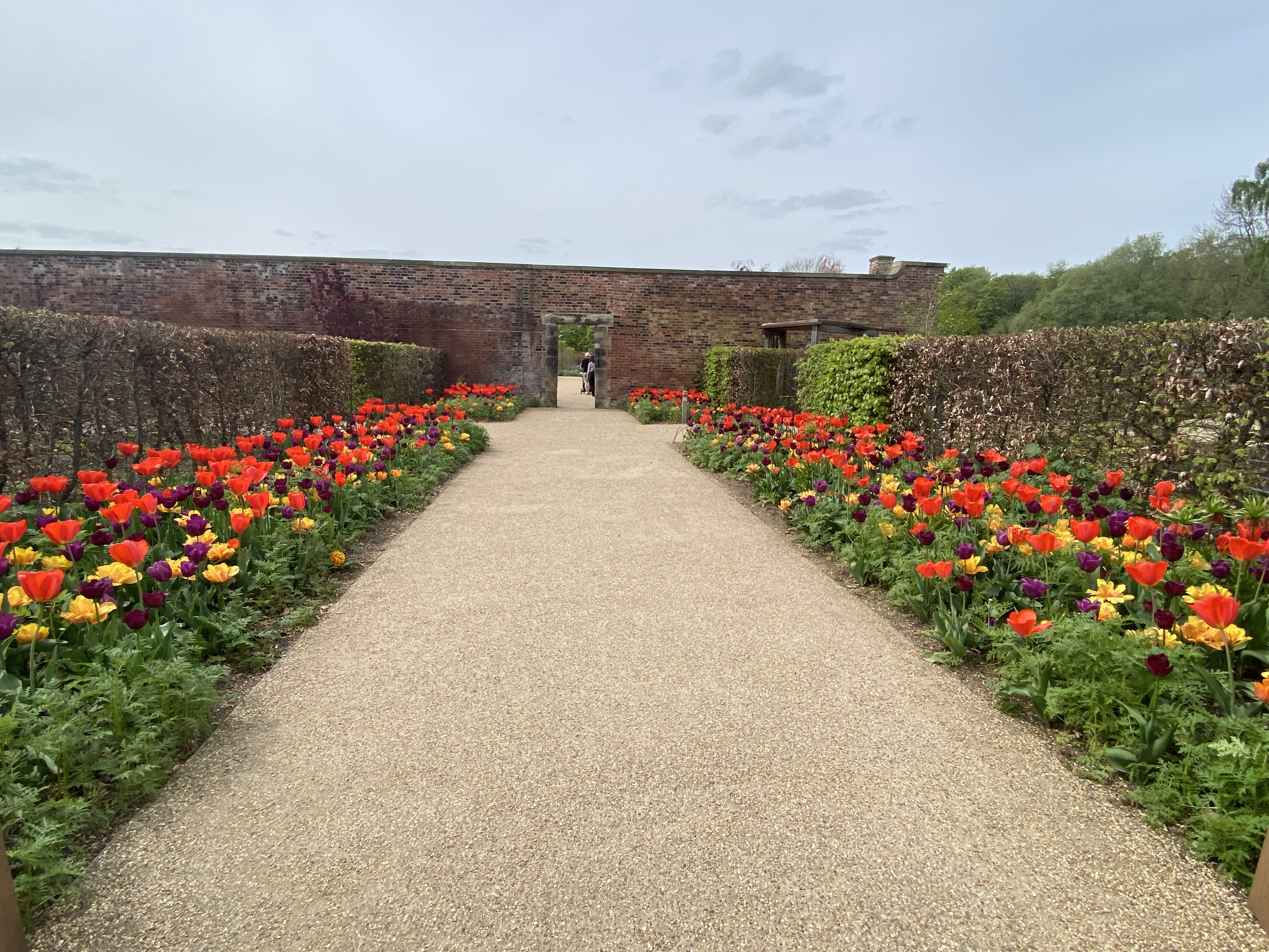 Tulips along a beige pebbled walkway