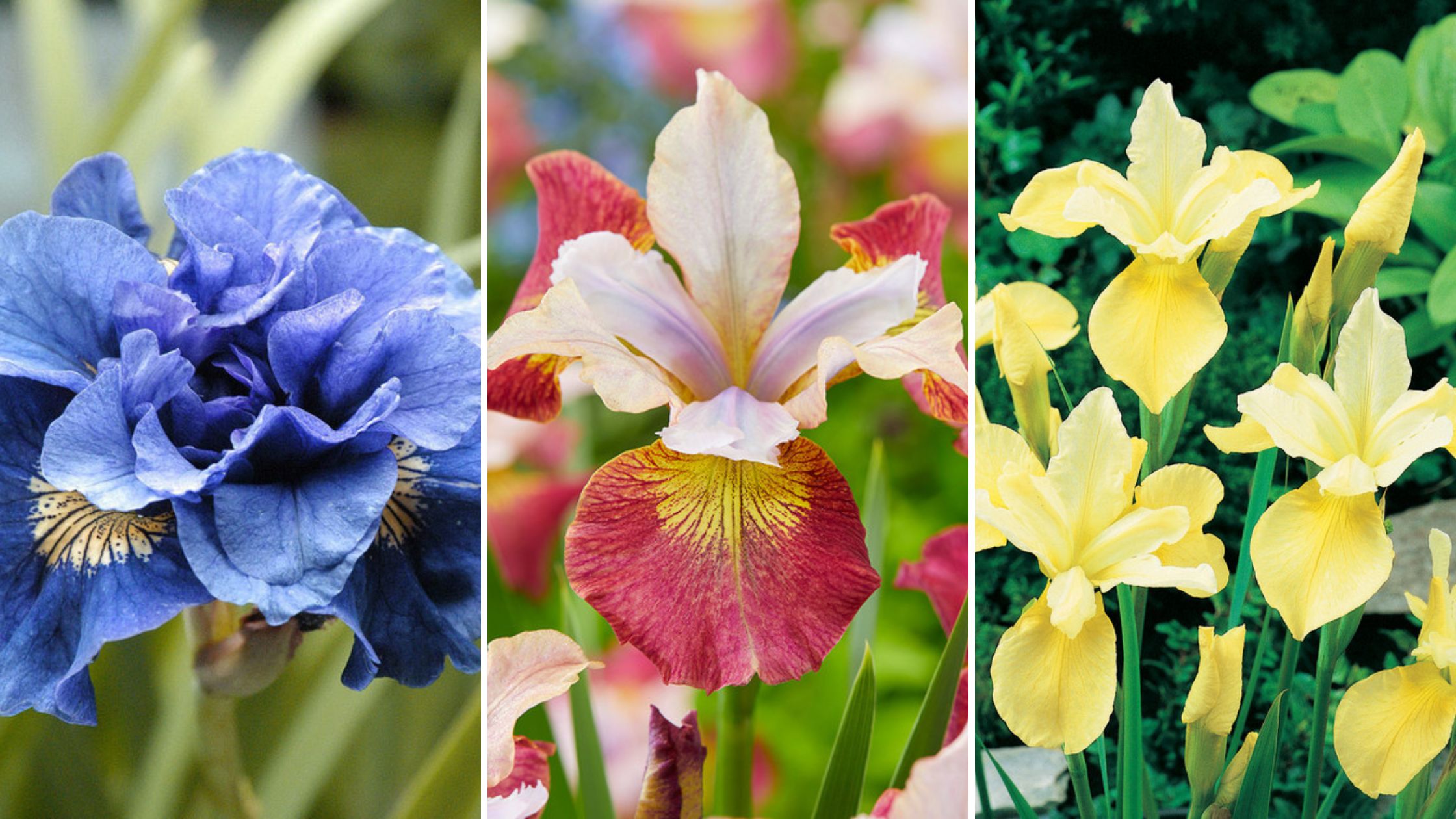 Image of Iris summer-blooming plant