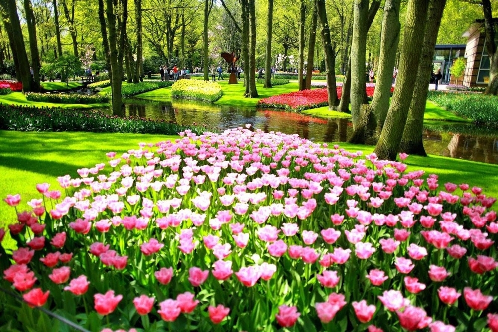 display of pink tulips within keukenhof gardens