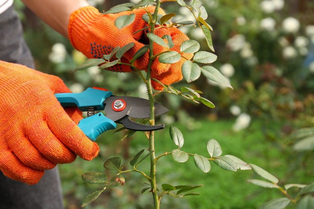 lady with orange gloves pruning a green shrub
