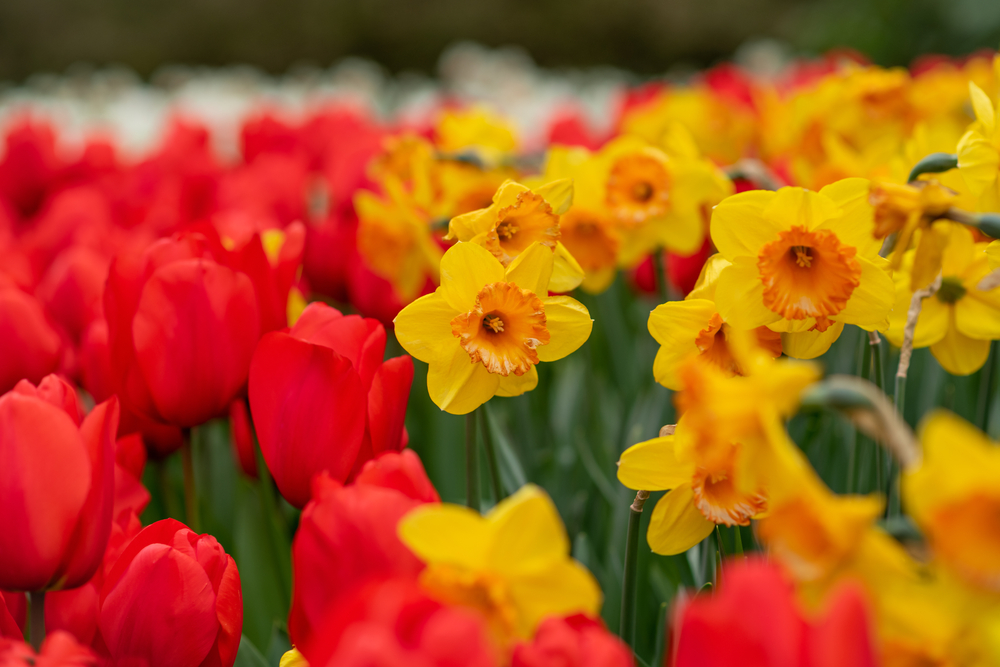 What to Plant with Daffodils JParkers
