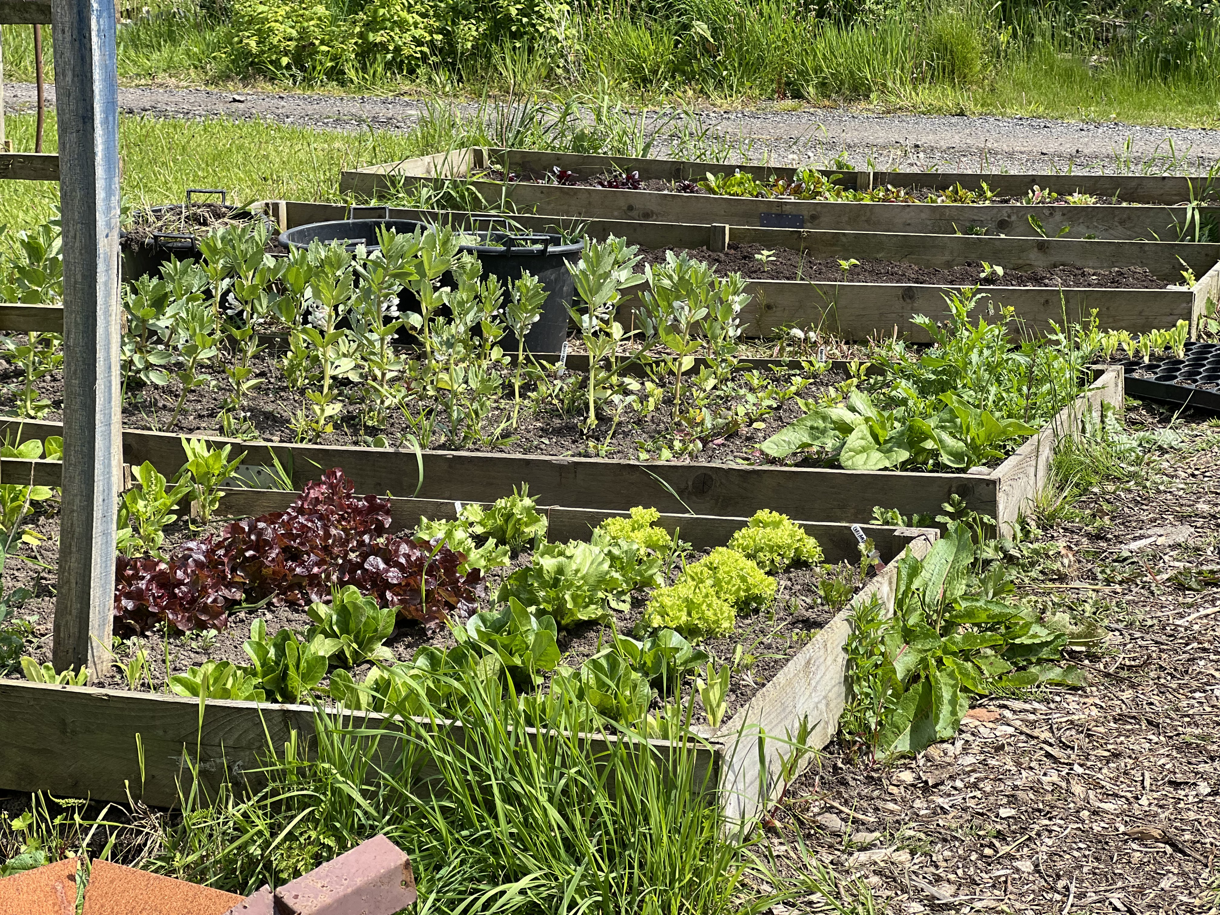 red and green lettuces in a vegetable plot