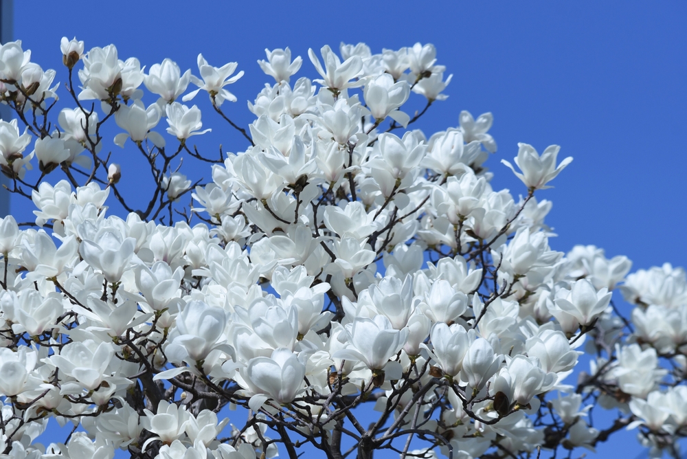 A mass of white magnolia flowers on a tree