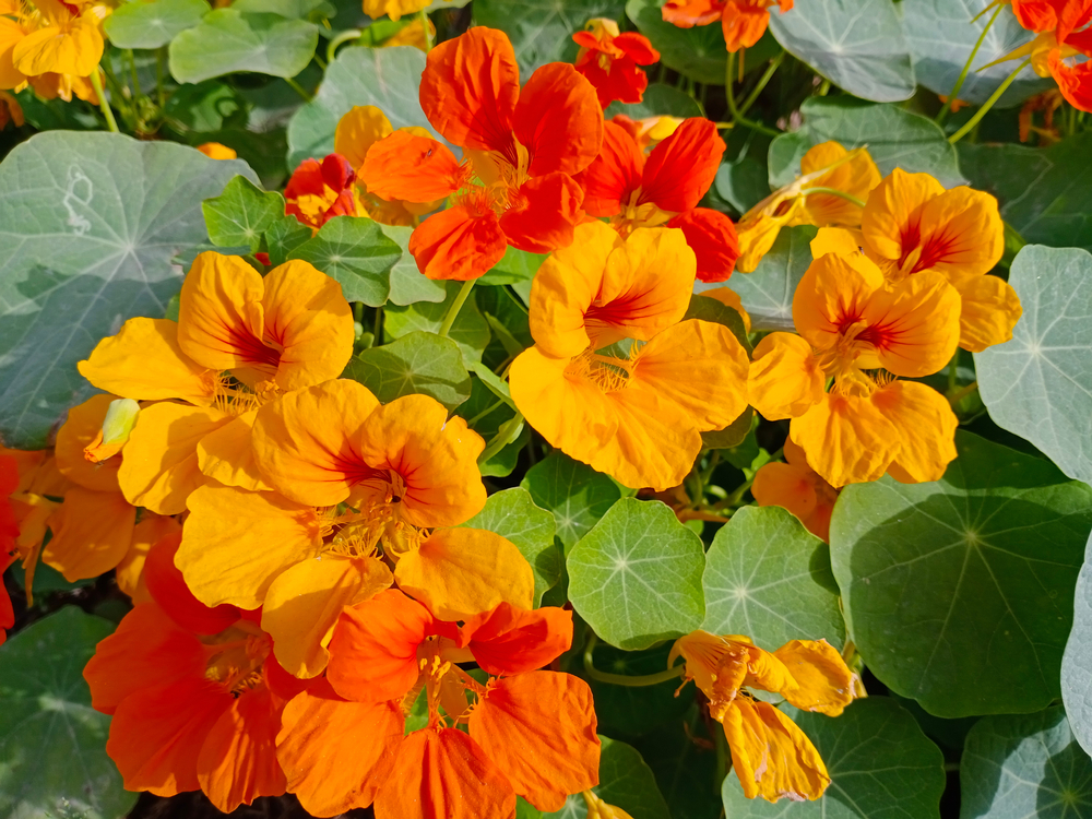 orange and yellow nasturtiums with green leaves
