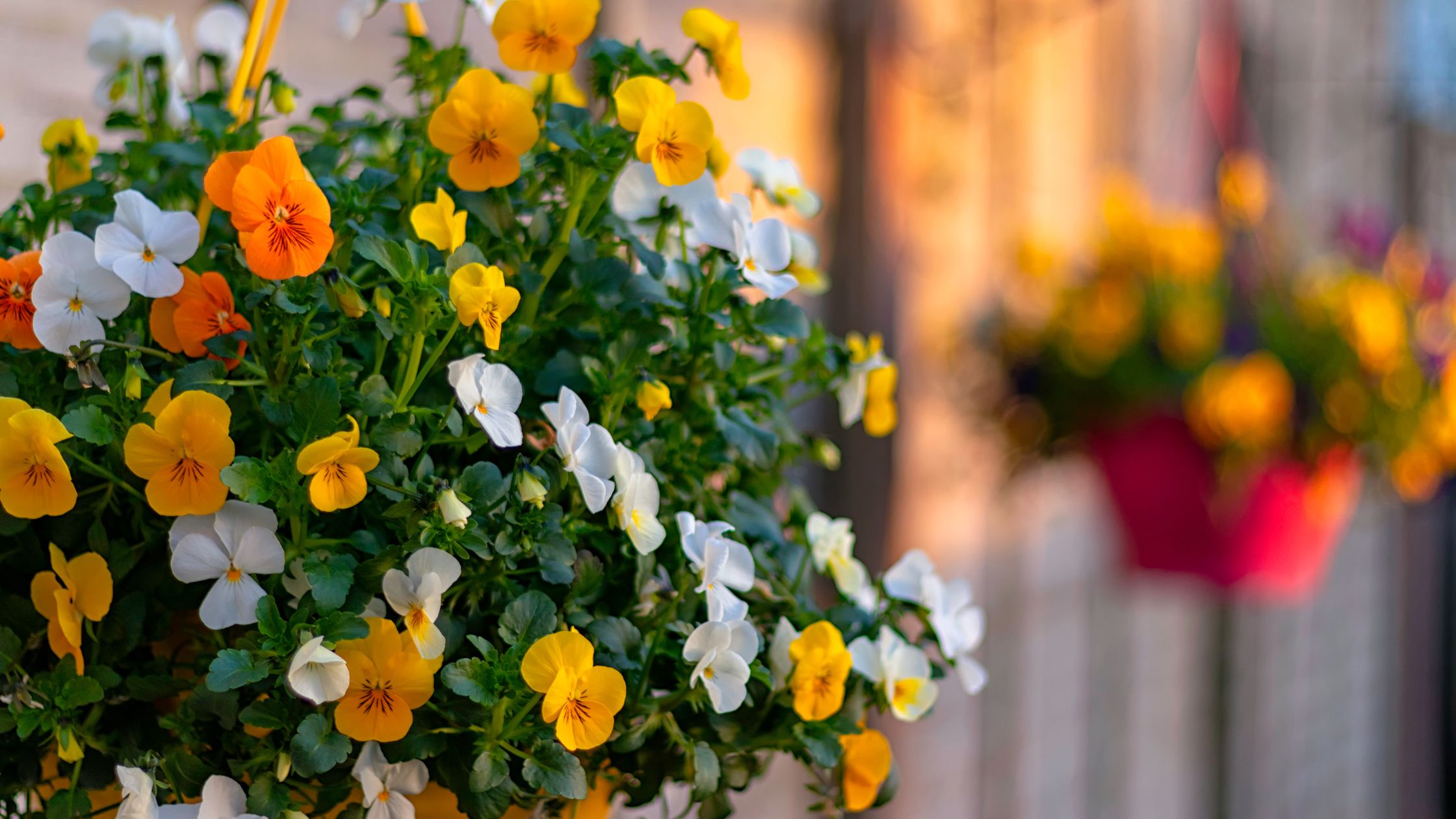 orange and white hanging basket plants orange and white hanging basket plants