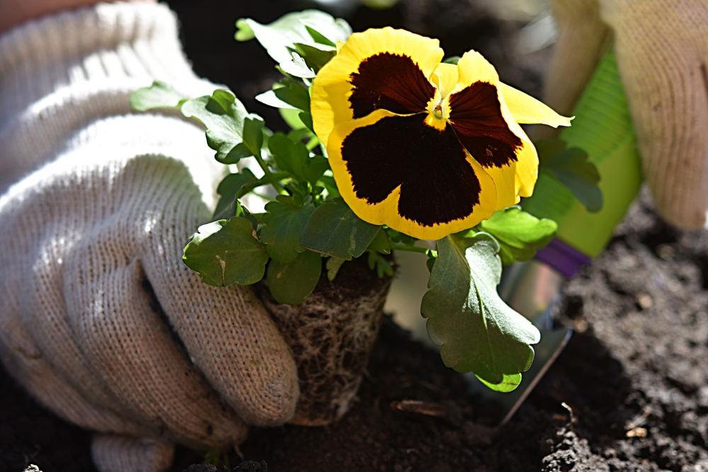 gloved hand planting a pansy