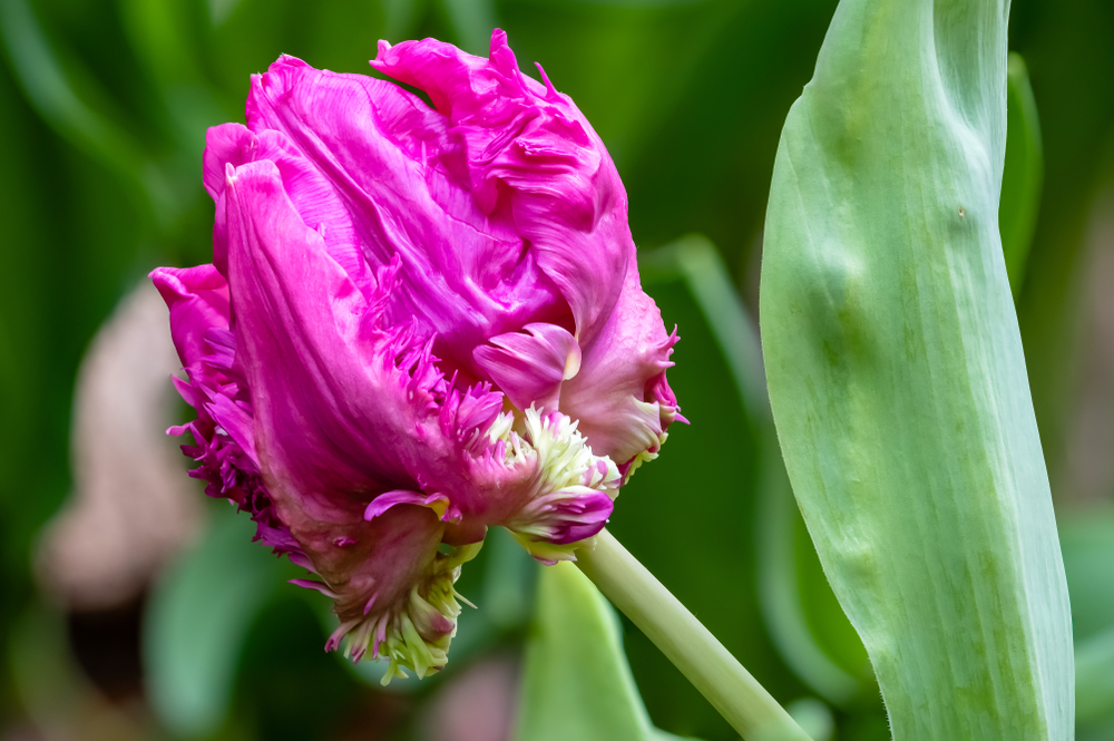 purple parrot tulip with green foliage