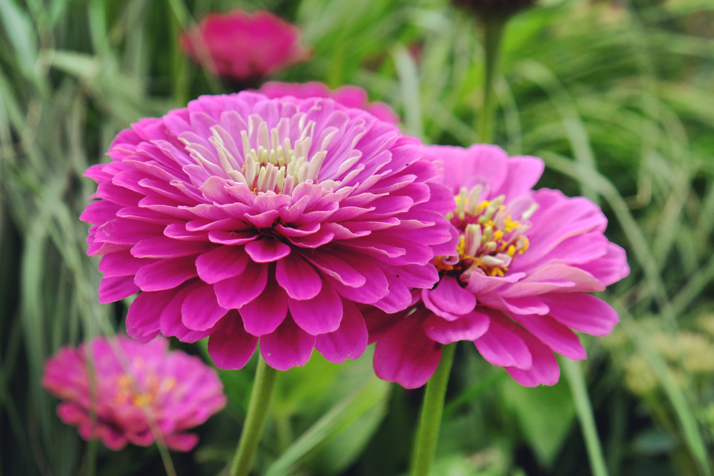 bright pink Zinnia 'Elegans' surrounded by green foliage