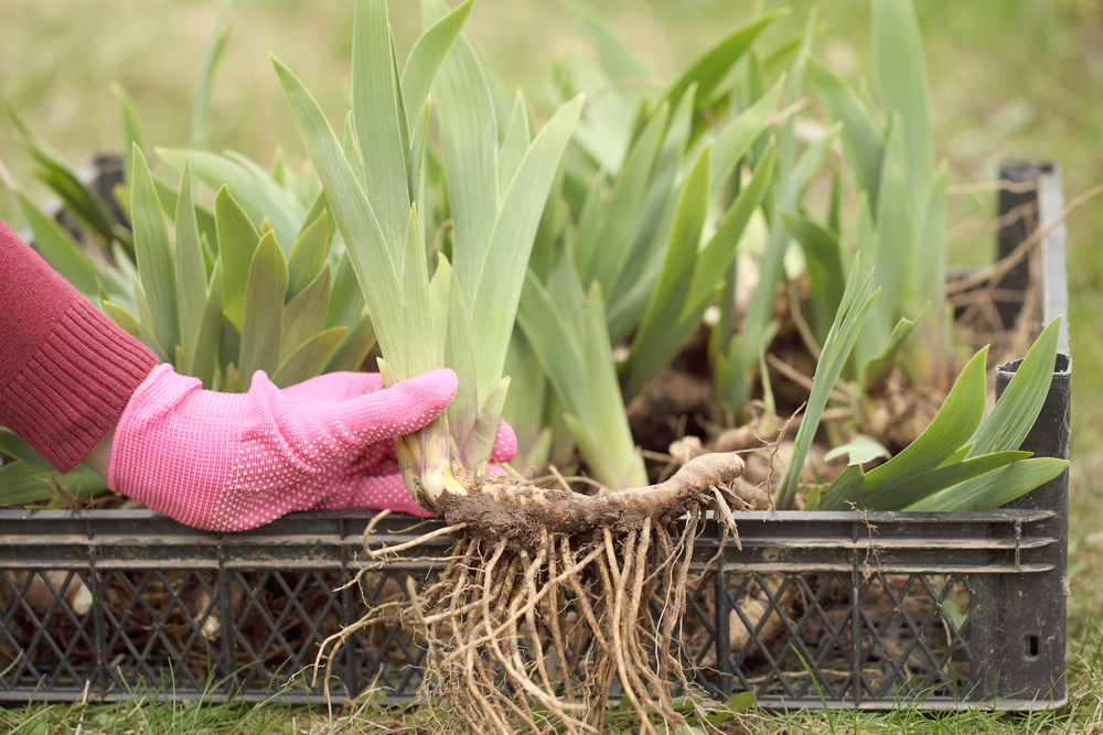 woman's hand in pink glove holding a iris bulb