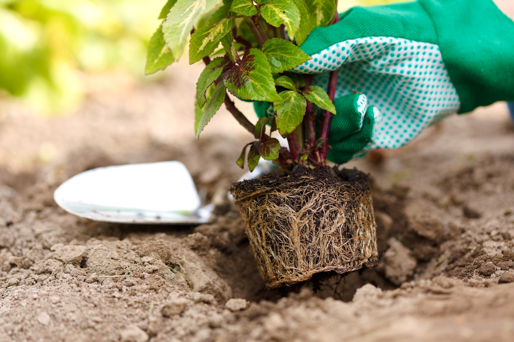 woman's gloved hand holding a plug plant