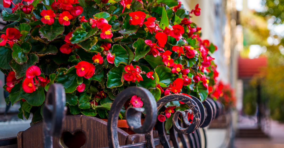 Image of Begonias summer container plant