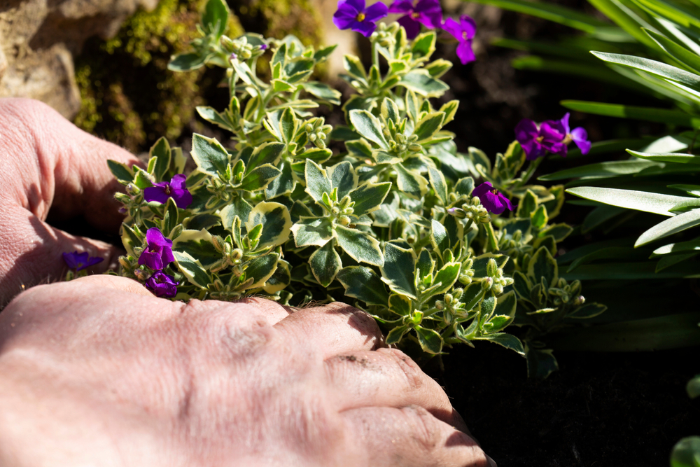 hands planting aubretia plant hands planting aubretia plant