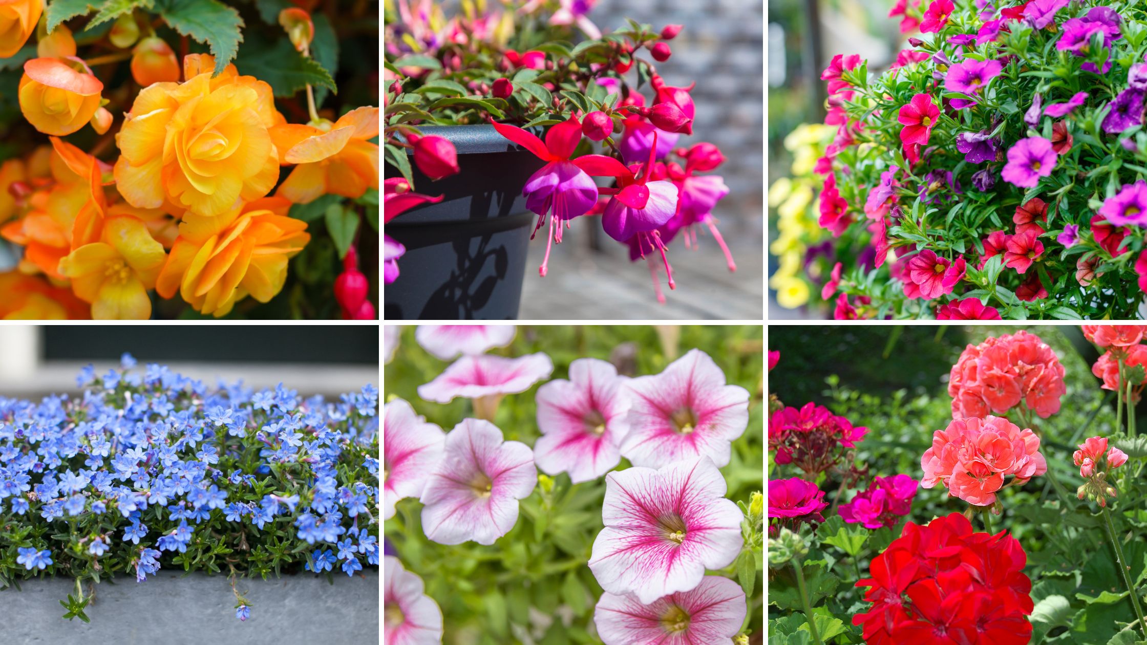 Begonias, Fuchsias, Million Bells (Calibrachoa), Lobelia, Petunias, and Geraniums in a grid image Begonias, Fuchsias, Million Bells (Calibrachoa), Lobelia, Petunias, and Geraniums in a grid image