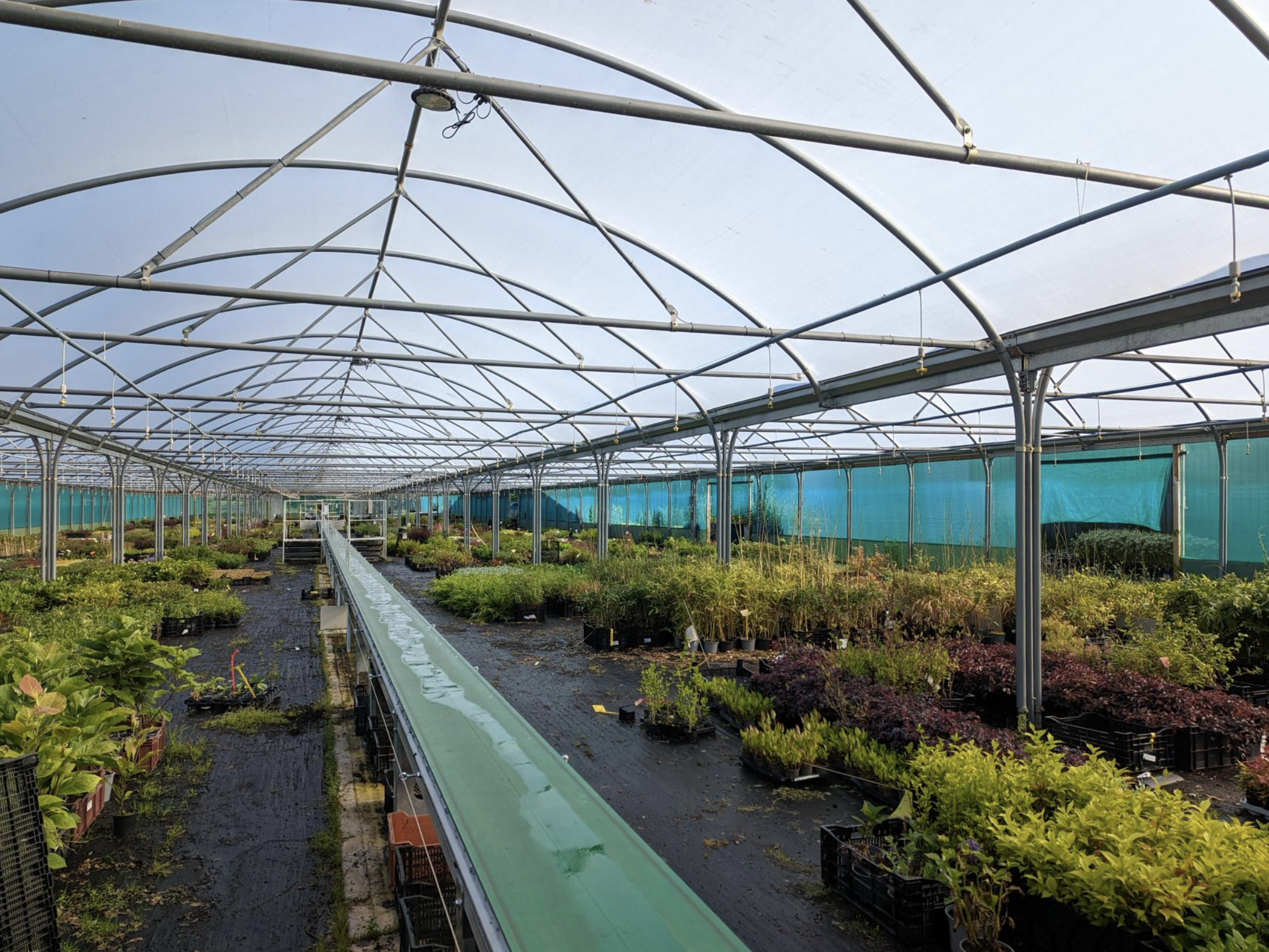 A busy polytunnel A busy polytunnel