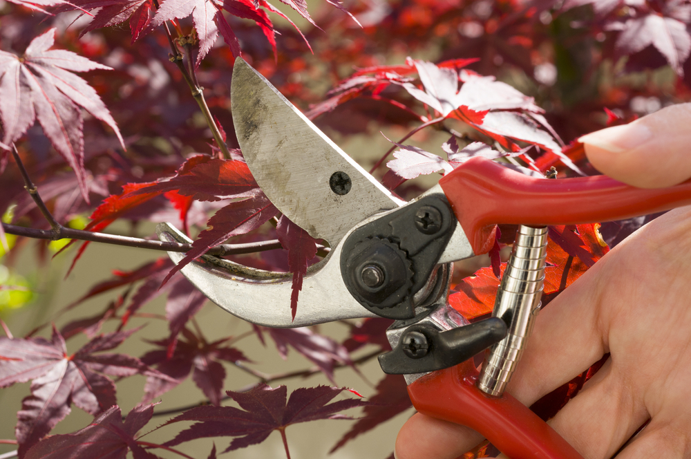 hand holding red secateurs trimming a red acer