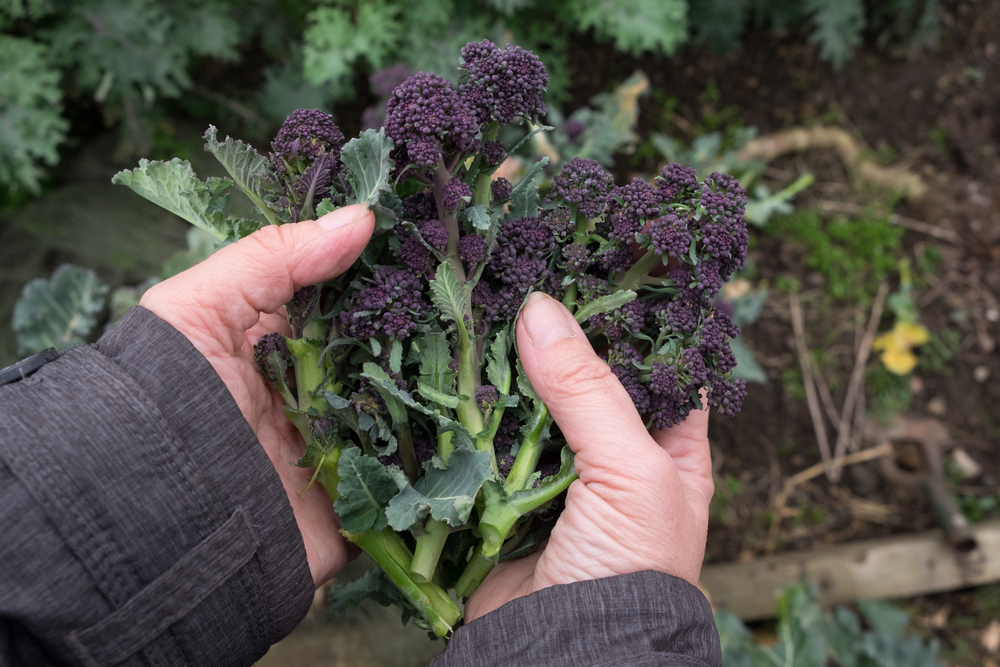Hands holding winter purple broccoli