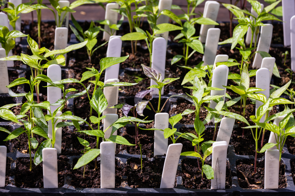 several seedlings in a tray