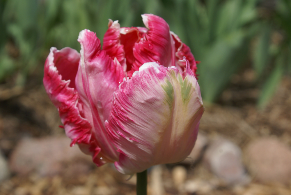 Tulips to Know & Grow This Spring! JParkers
