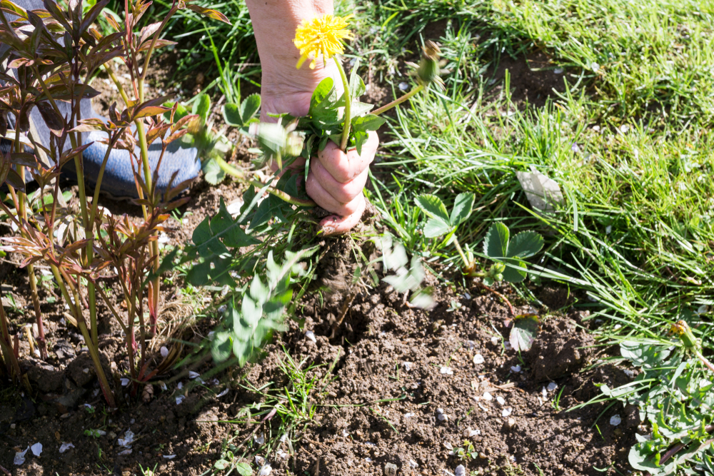 Female Hands Pull Out Weeds From Ground Garden