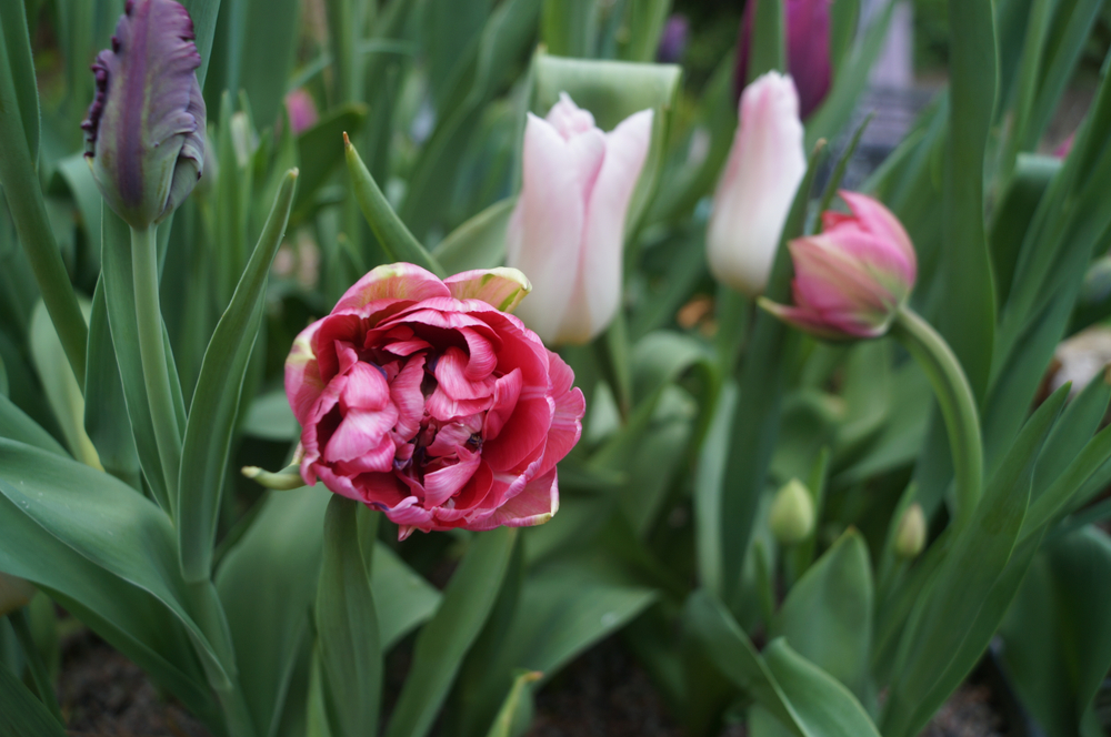 When Is It Too Late To Plant Spring Bulbs? JParkers