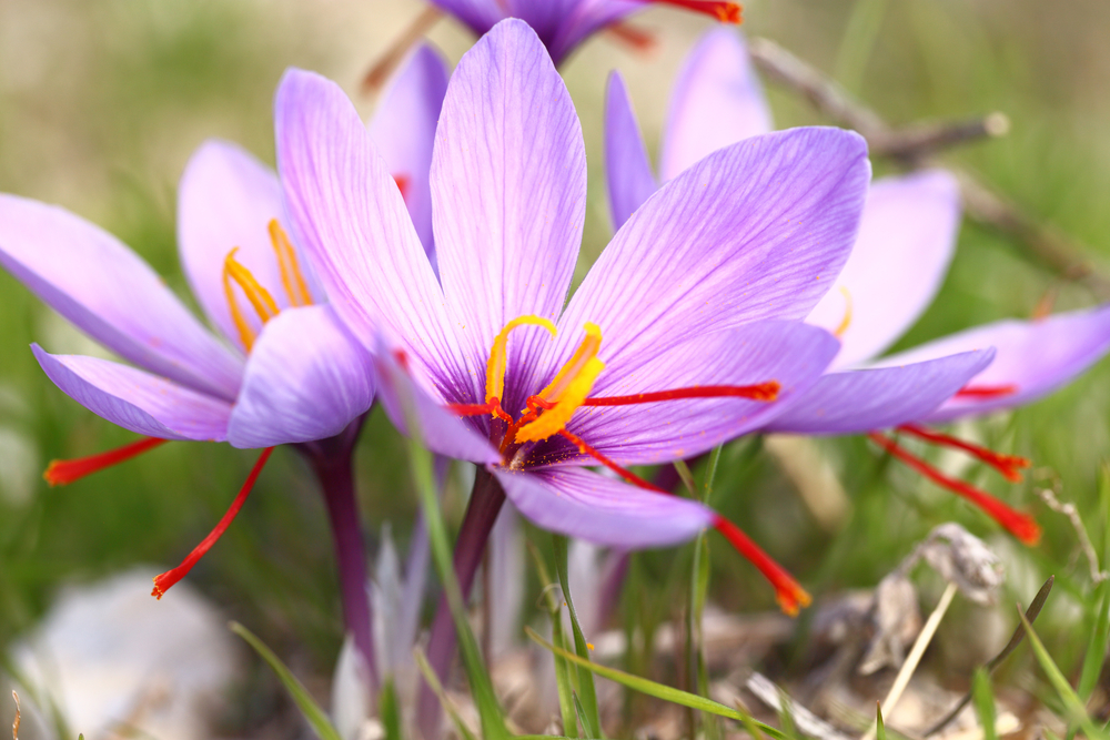 How to Plant Saffron Bulbs JParkers