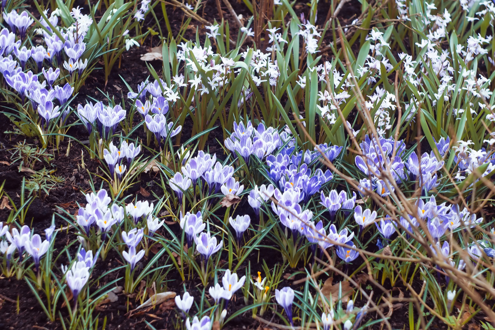 The Best Spring Flower Combinations JParkers