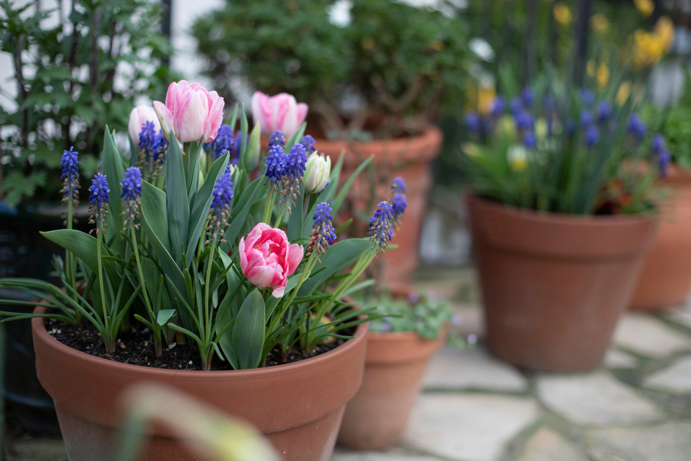 The Easiest Ways to Grow Your Favourite Spring Flowers Bulbs & Beyond