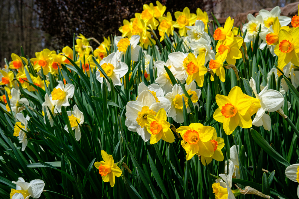 When to Plant Daffodil Bulbs - JParkers