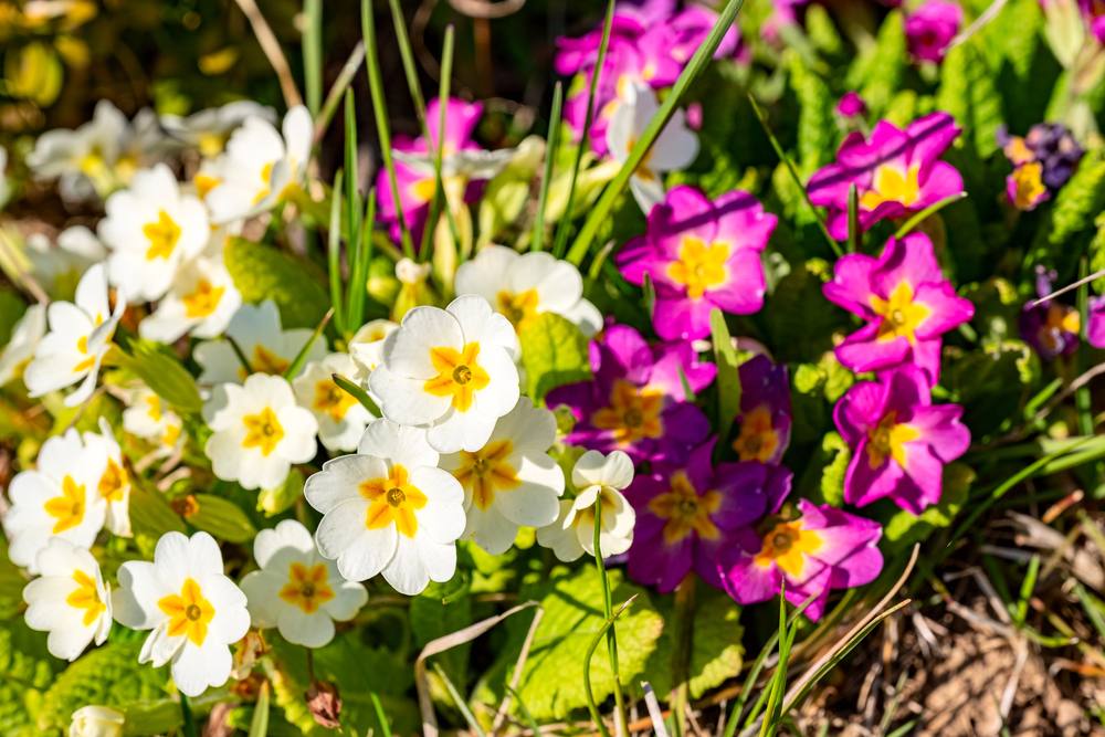 When to plant winter bedding plants JParkers