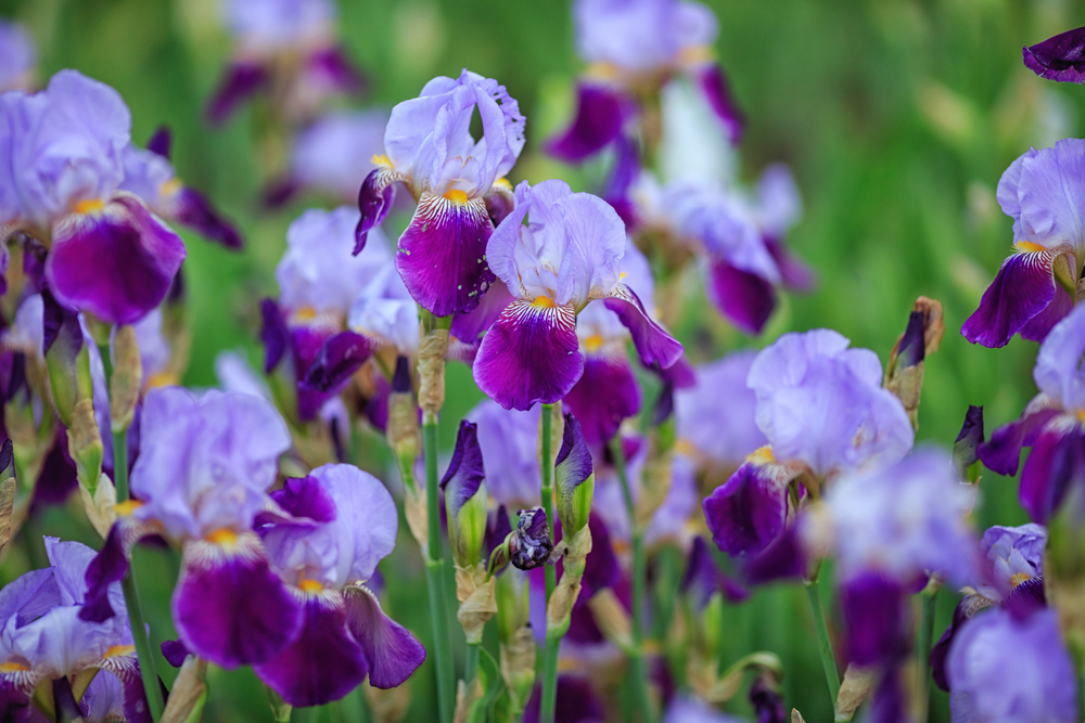Image of Iris summer bulb flower