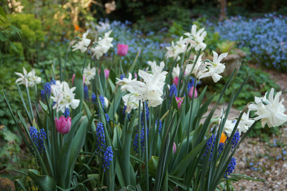 White daffodils, pink tulips, and blue muscari in a garden