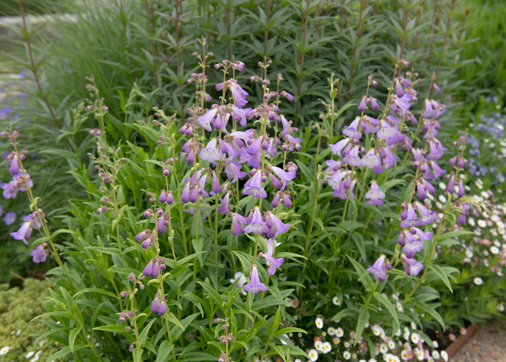 Image of Astrantia and campanula companion plants