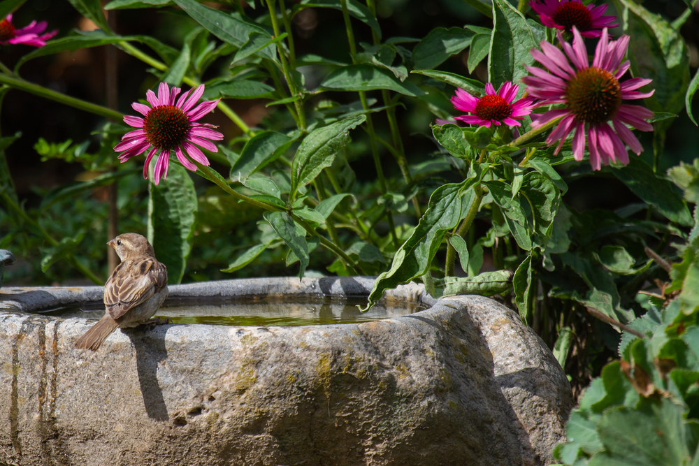 A bird on a bird bath next to pink echinacea flowers A bird on a bird bath next to pink echinacea flowers