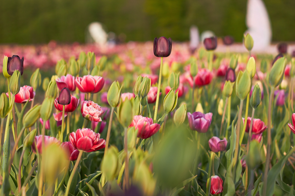 Tulips to Know & Grow This Spring! - JParkers