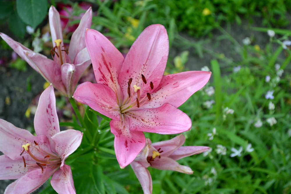 How to Cut & Arrange Lilies - JParkers