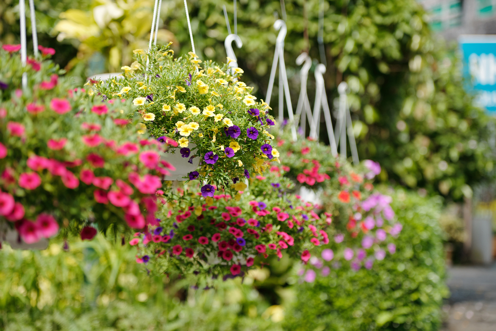Colour for Less How to Fill Your Hanging Baskets for Winter JParkers