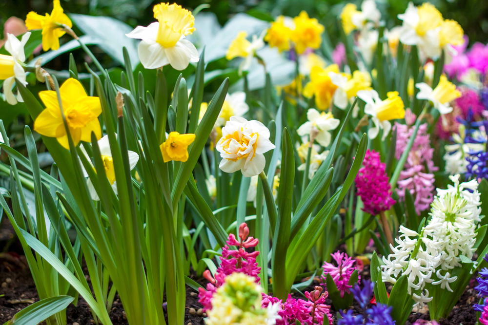 Gardening for Beginners Expert Tips on How to Plant Daffodil Bulbs