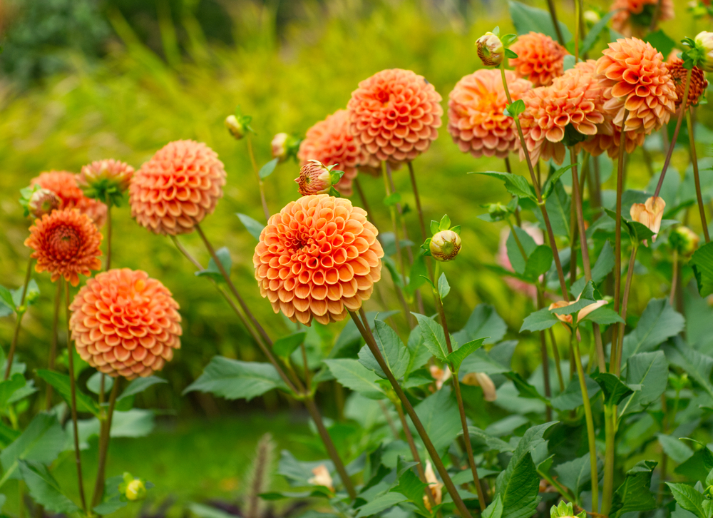 Benefits of growing Dahlia Pinnata in your garden