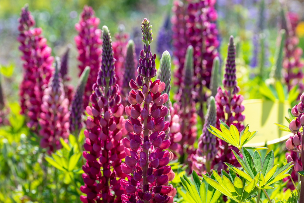 How to Grow Lupins JParkers