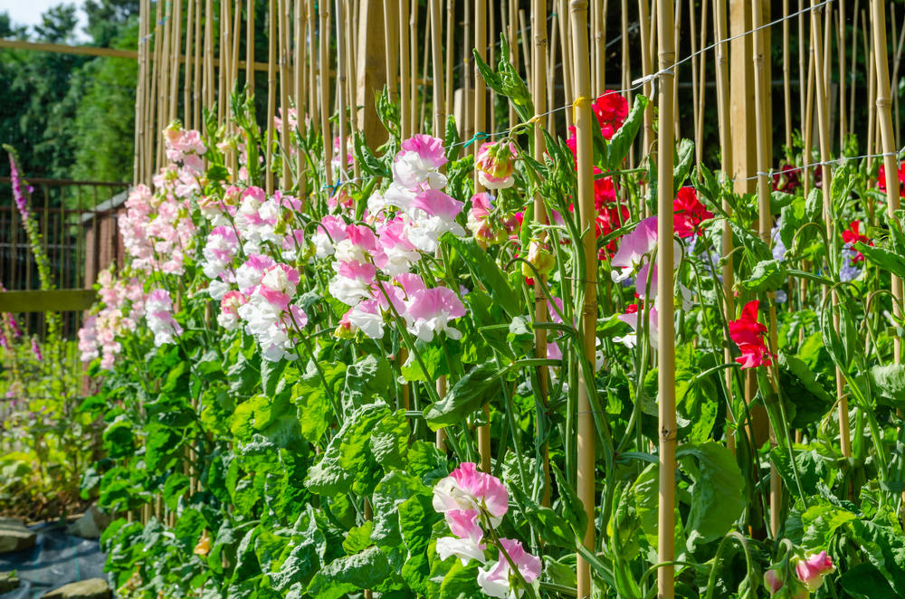Sweet Pea Windsor