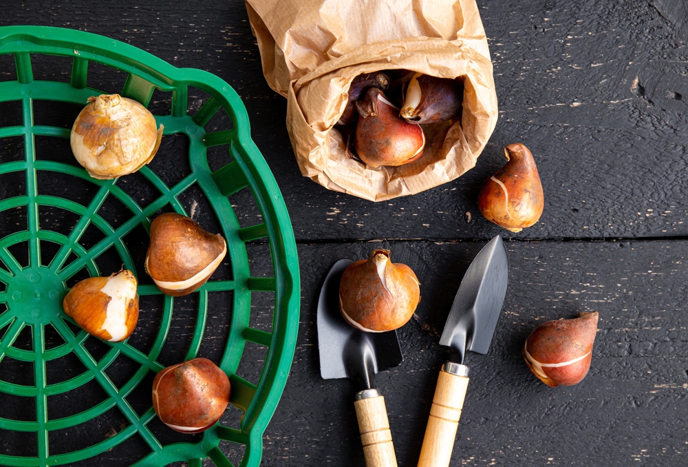 When Is It Too Late To Plant Spring Bulbs? JParkers