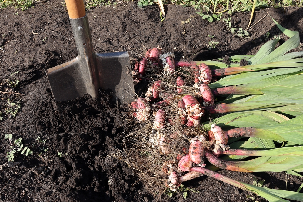 Planting gladiolus bulbs discount