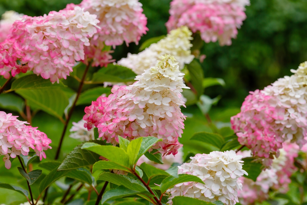 Pink and creamy white hydrangea flowers Pink and creamy white hydrangea flowers