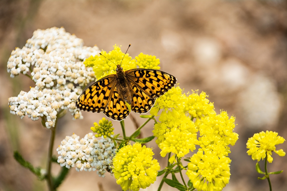 Yellow butterfly on a yellow flower next to a white achillea Yellow butterfly on a yellow flower next to a white achillea